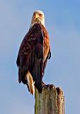 Being Given The Eagle Eye_19771